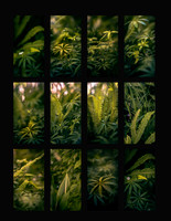 Komorebi Garden 2x4 less saturated