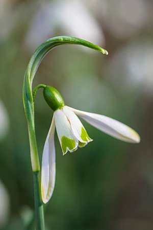 Galanthus 'Green Man'
