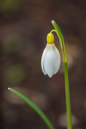 Galanthus 'Spindlestone Suprise'