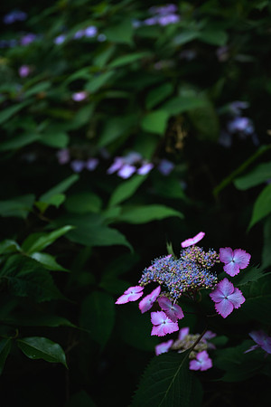 Hydrangea 'Kuju No Hanari'
