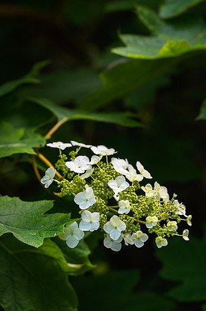 Hydranea quercifolia