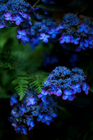 Hydrangea Sampler