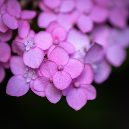 Hydrangea 'Beshi Temari'