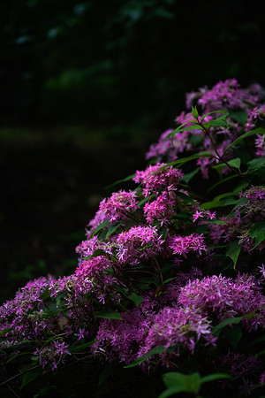 Hydrangea 'Kuju No Hanari'