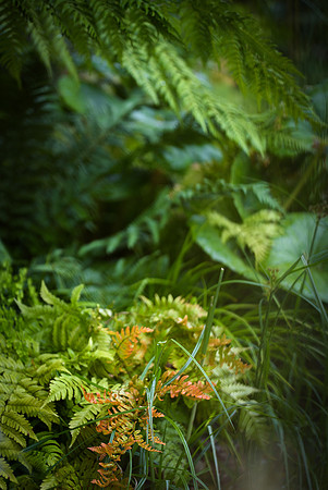 The Way Of Saint James, designed by Nilufer Danis Bulit by Acacia Gardens