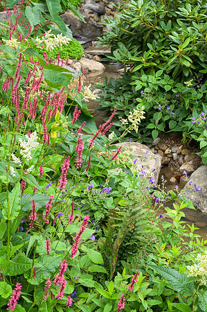 Persicaria amplexicaulis and plants from the Himalayan foothill