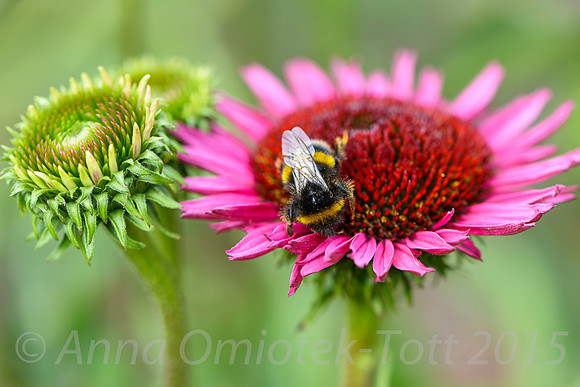 ECHINACEA 'VINTAGE WINE'