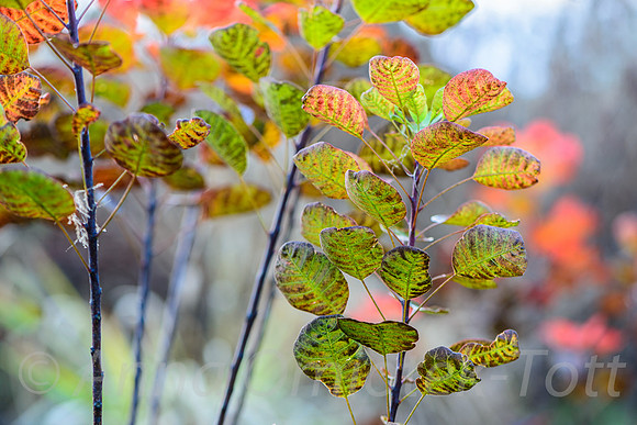 COTINUS COGYGGRIA 'LISJO'