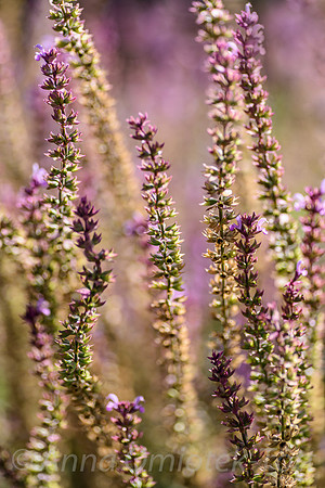 SALVIA NEMOROSA 'CARADONNA'