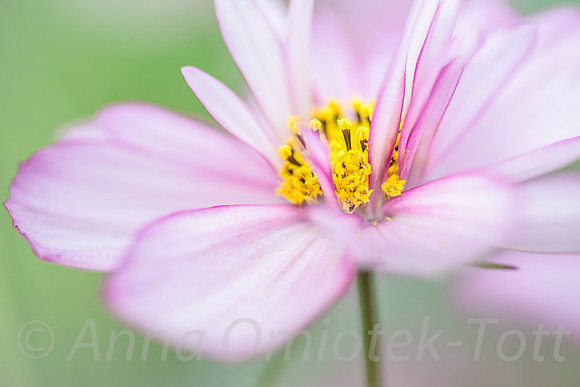 COSMOS BIPINNATUS 'SWEET SIXTEEN'