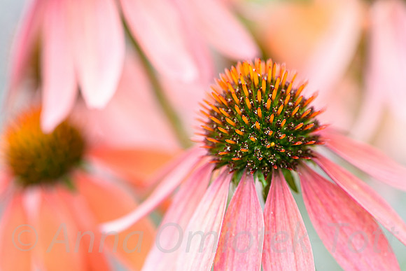 ECHINACEA 'CHEYENNE SPIRIT'