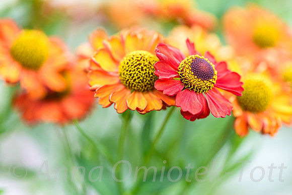 HELENIUM 'RUBY CHARM'