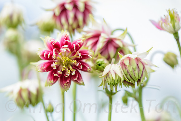 AQUILEGIA 'NORA BARLOW' FAMILY