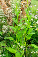 After The Rain design :Thomas Olsen, Oxford Garden Design