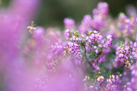 Winter Colour