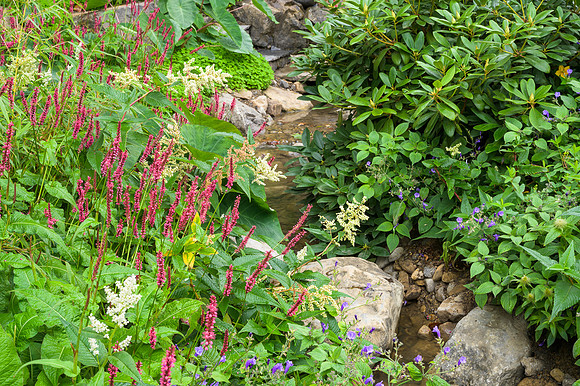 Persicaria amplexicaulis and plants from the Himalayan foothill