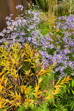 The M&G Garden - Amsonia illustris - RHS Chelsea Flower Show 202