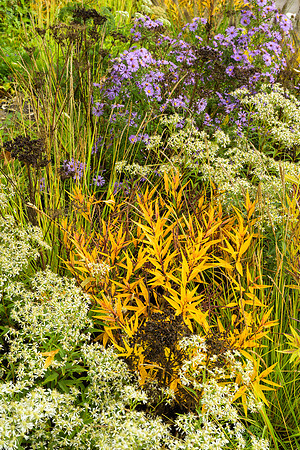 The M&G Garden - Amsonia illustris - RHS Chelsea Flower Show 202