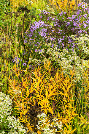 The M&G Garden - Amsonia illustris - RHS Chelsea Flower Show 202