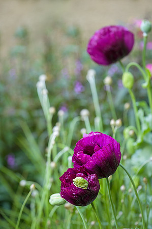 Opium, poppies, The Mind Garden - Designer: Andy Sturgeon - Spon