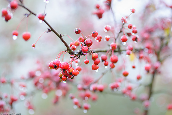 Malus 'Sugar Tyme'