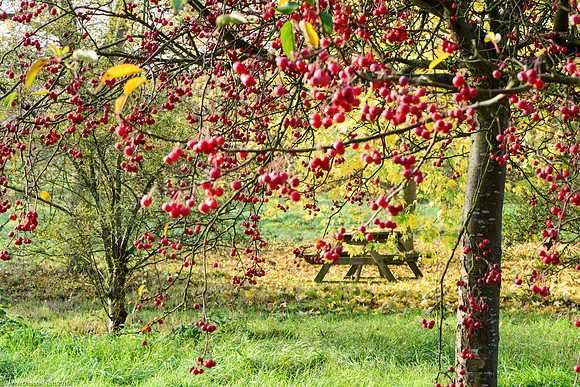 Malus hupehensis