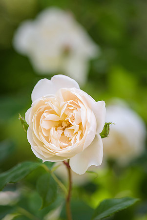 25