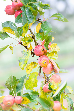 Malus 'Jelly King'