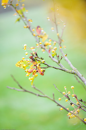 Malus 'Harvest Gold'