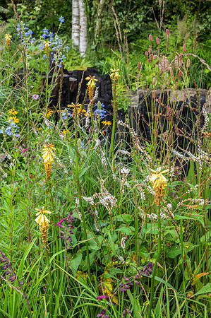 The Yeo Valley Organic Garden - RHS Chelsea Flower Show 2021 - D