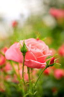 Harkness Roses