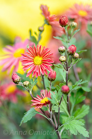 Chrysanthemum 'Carmine Blush'