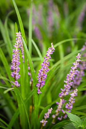 Liriope muscari