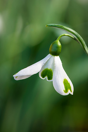 Galanthus 'Trumps',