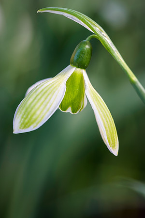Galanthus elwesii 'Rosemary Burnham'