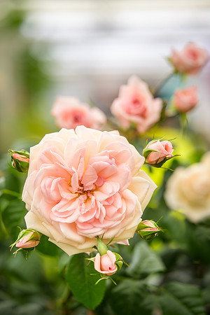 'Elton John AIDS Foundation' Rose