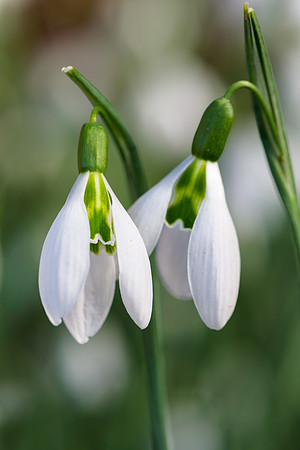 Galanthus 'Jade'