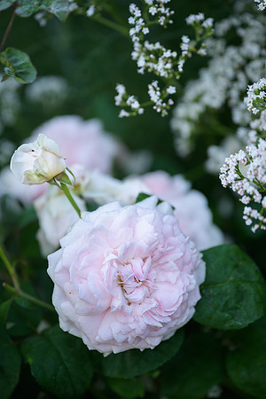 Rosa 'Eglantyne'
