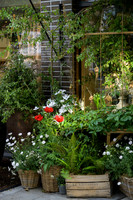 Belgravia in Bloom 2025