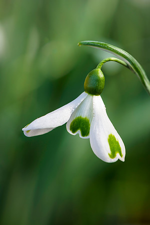 Galanthus 'Trumps',