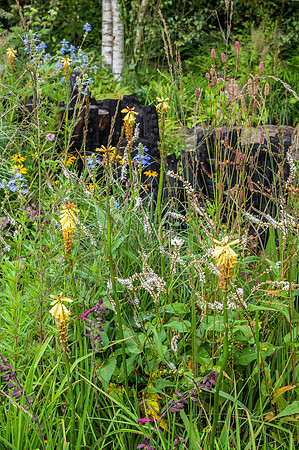 The Yeo Valley Organic Garden - RHS Chelsea Flower Show 2021 - D