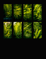 The Secret Life of the Groundcover Plants...