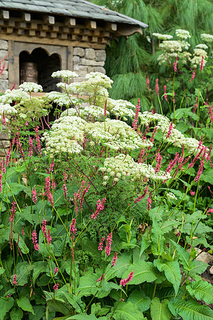 Persicaria amplexicaulis and plants from the Himalayan foothill